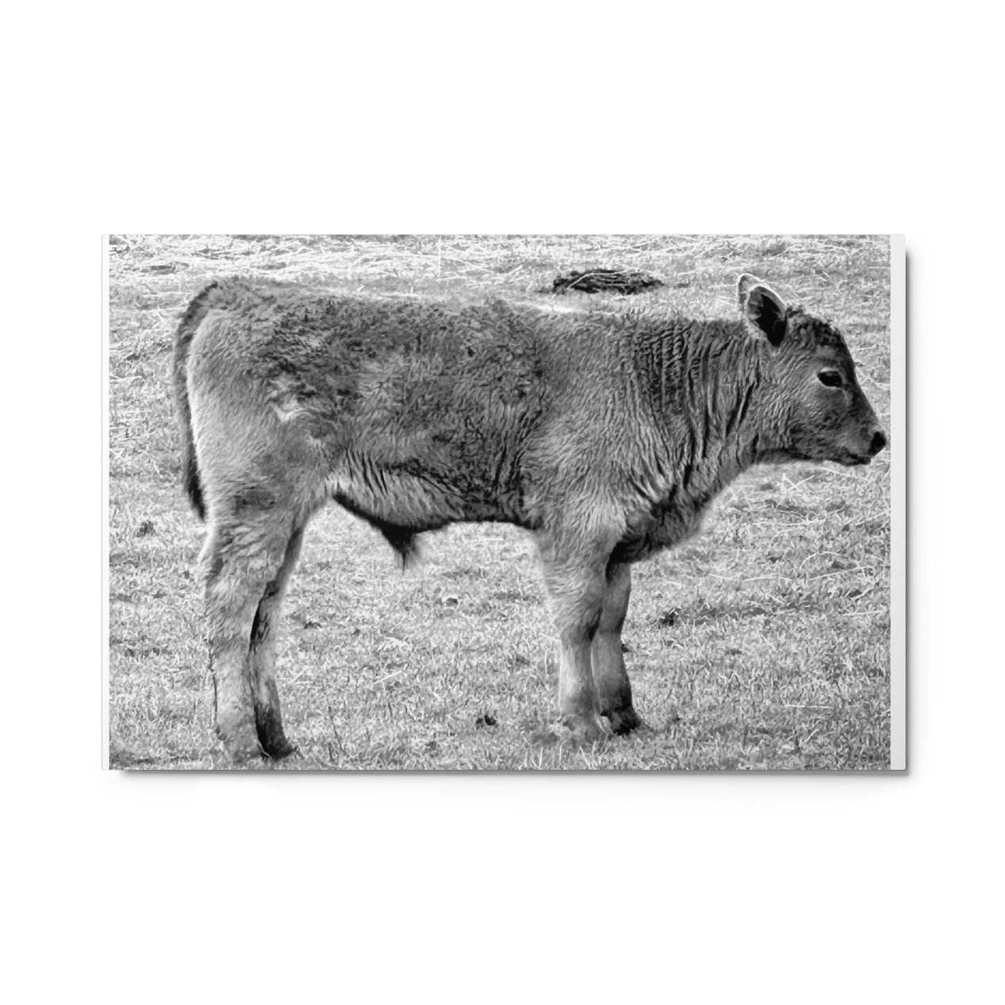 Baby Cow - B/W - Metal prints