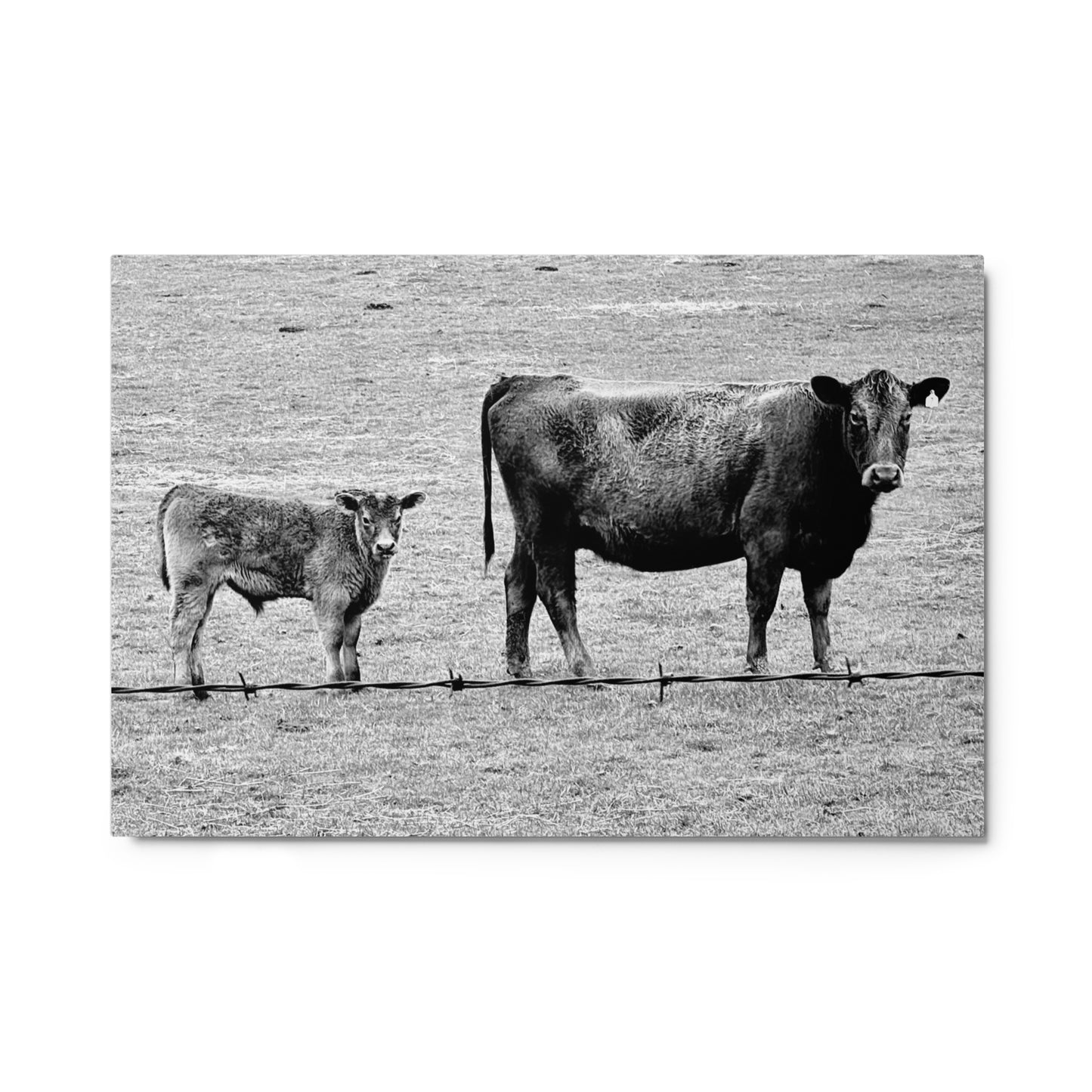 Mama cow and baby cow - B/W - Metal prints