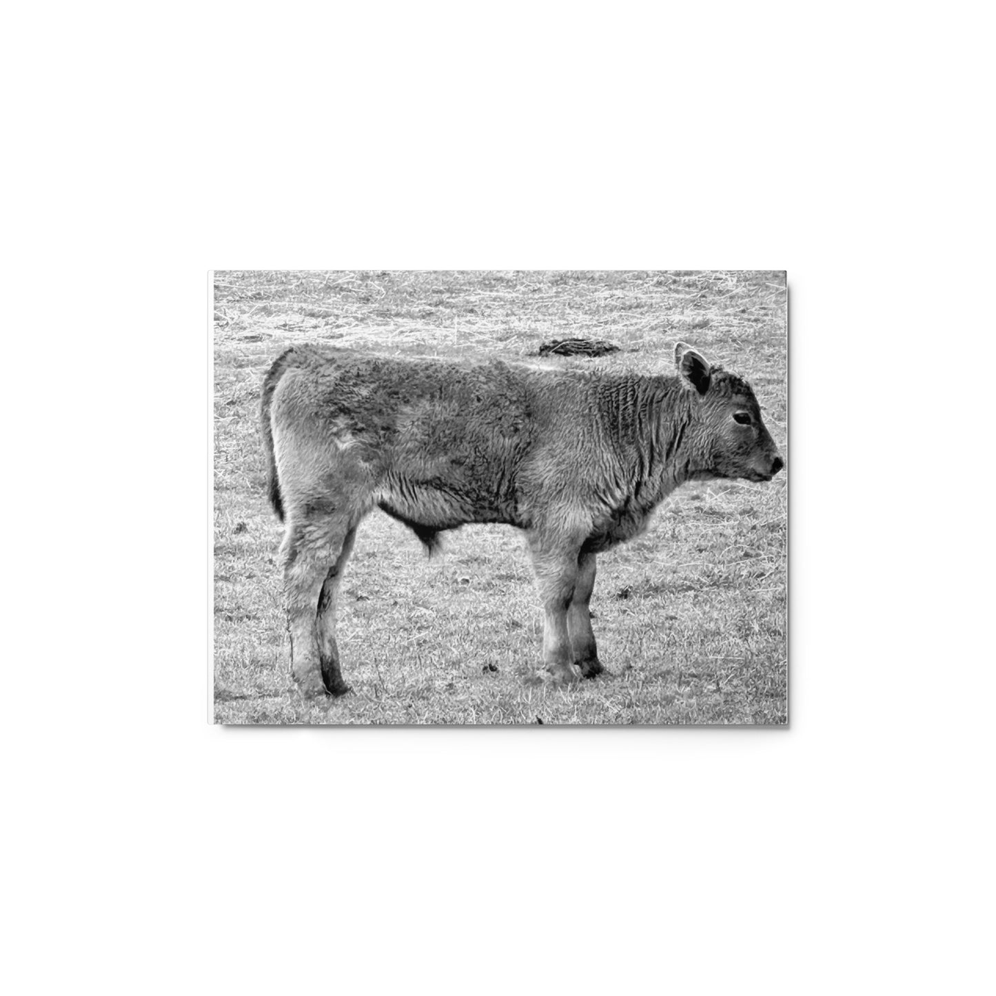 Baby Cow - B/W - Metal prints