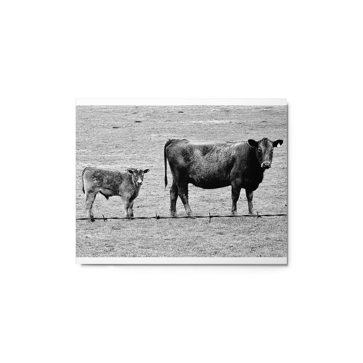 Mama cow and baby cow - B/W - Metal prints