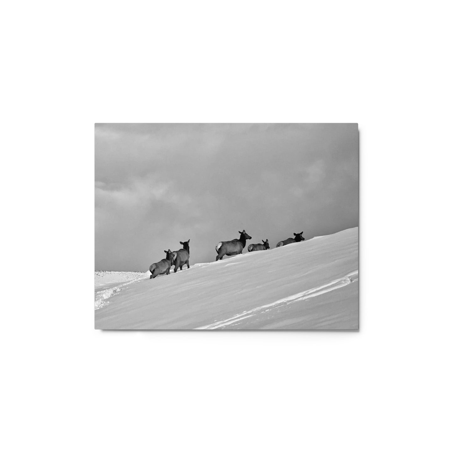 Elk heard in the snow - B/W - Metal prints