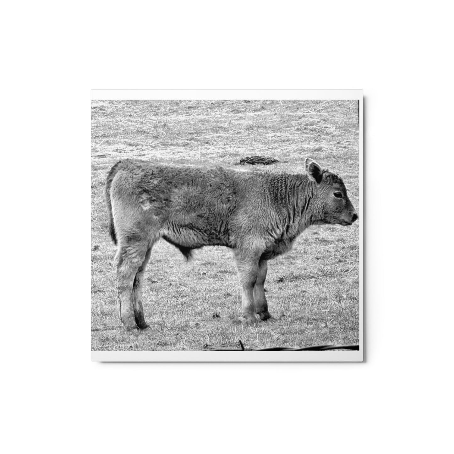 Baby Cow - B/W - Metal prints