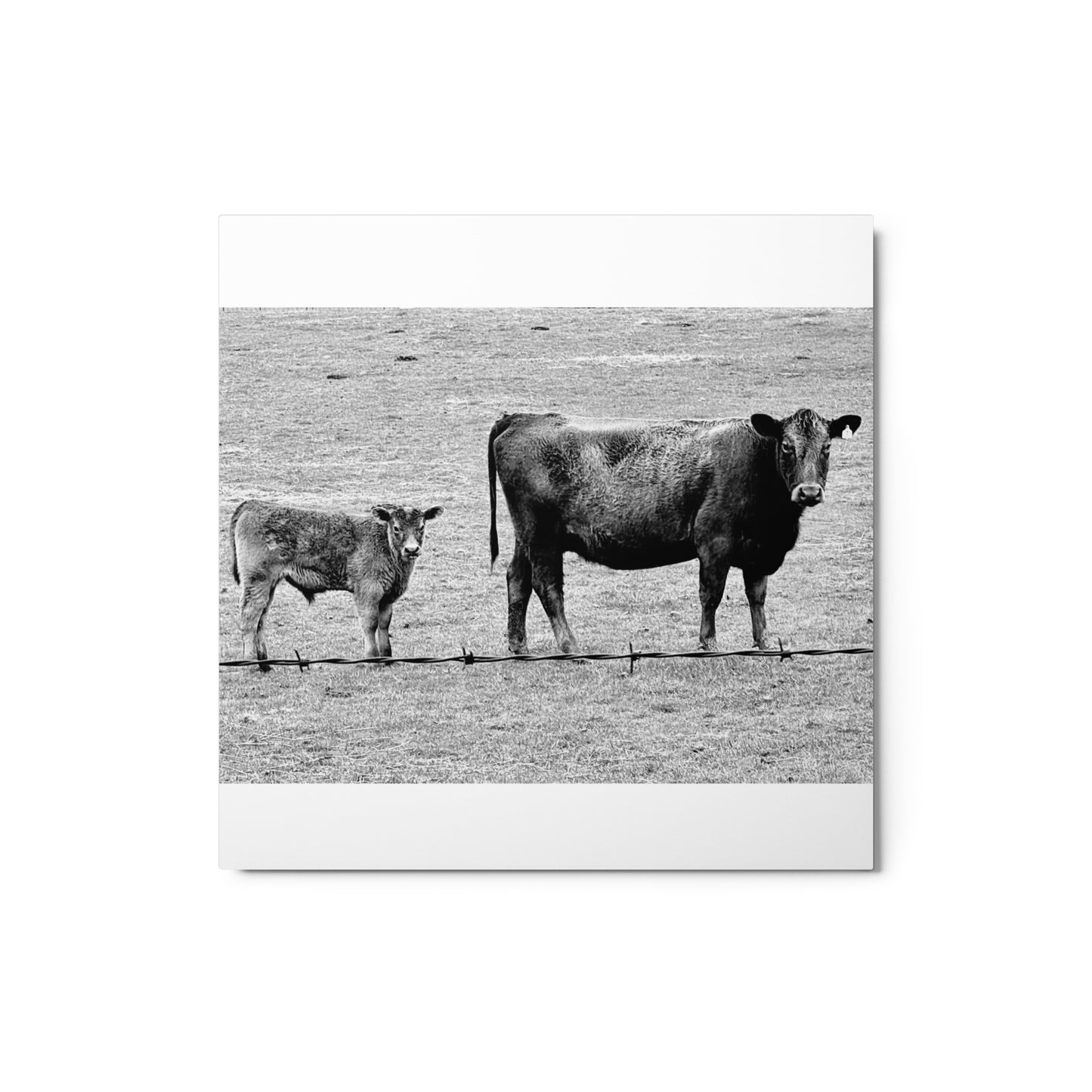 Mama cow and baby cow - B/W - Metal prints
