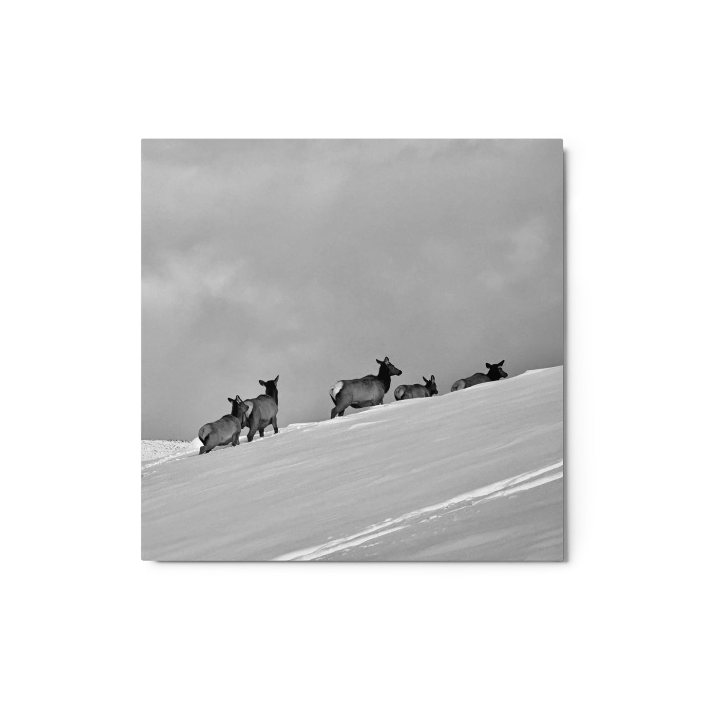 Elk heard in the snow - B/W - Metal prints