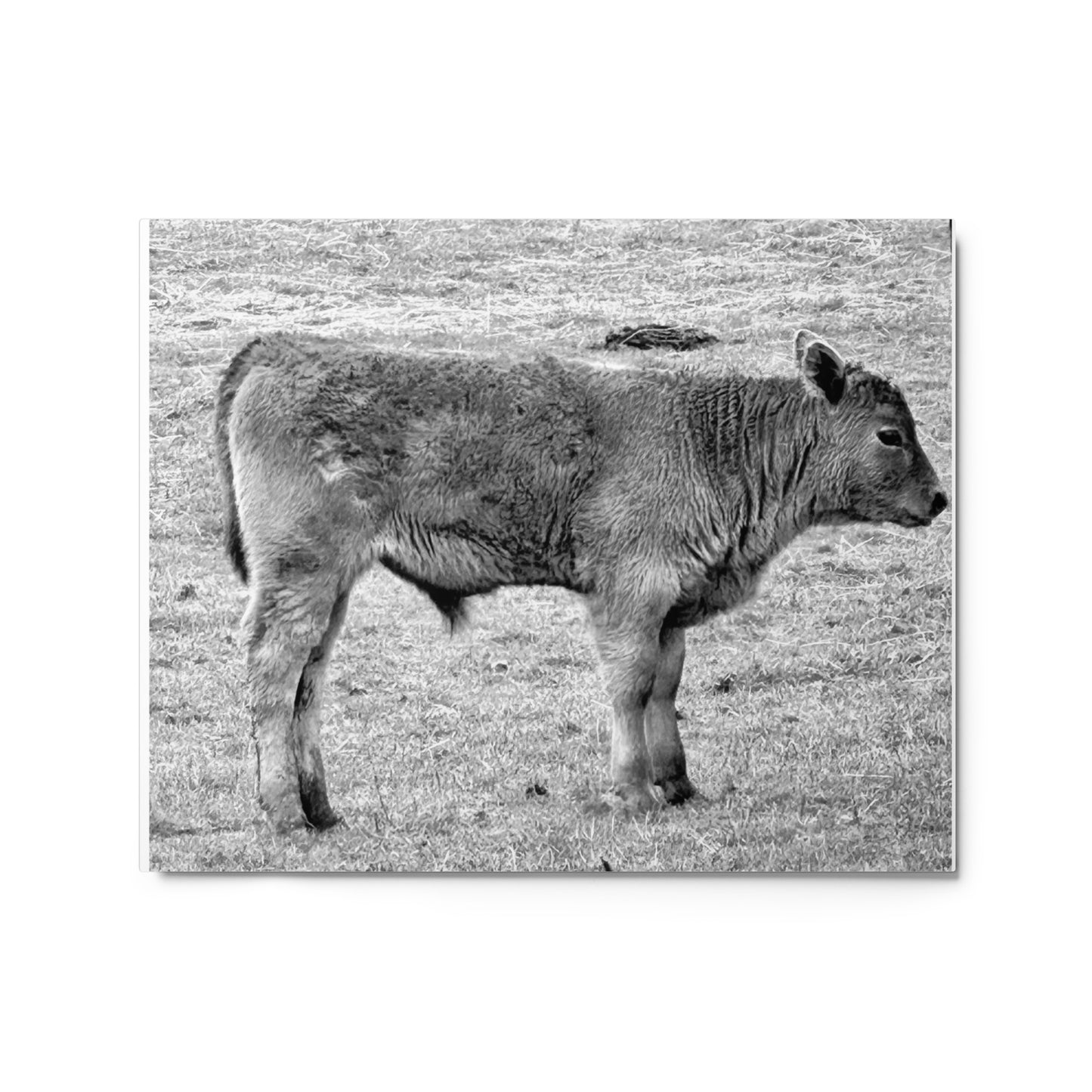 Baby Cow - B/W - Metal prints