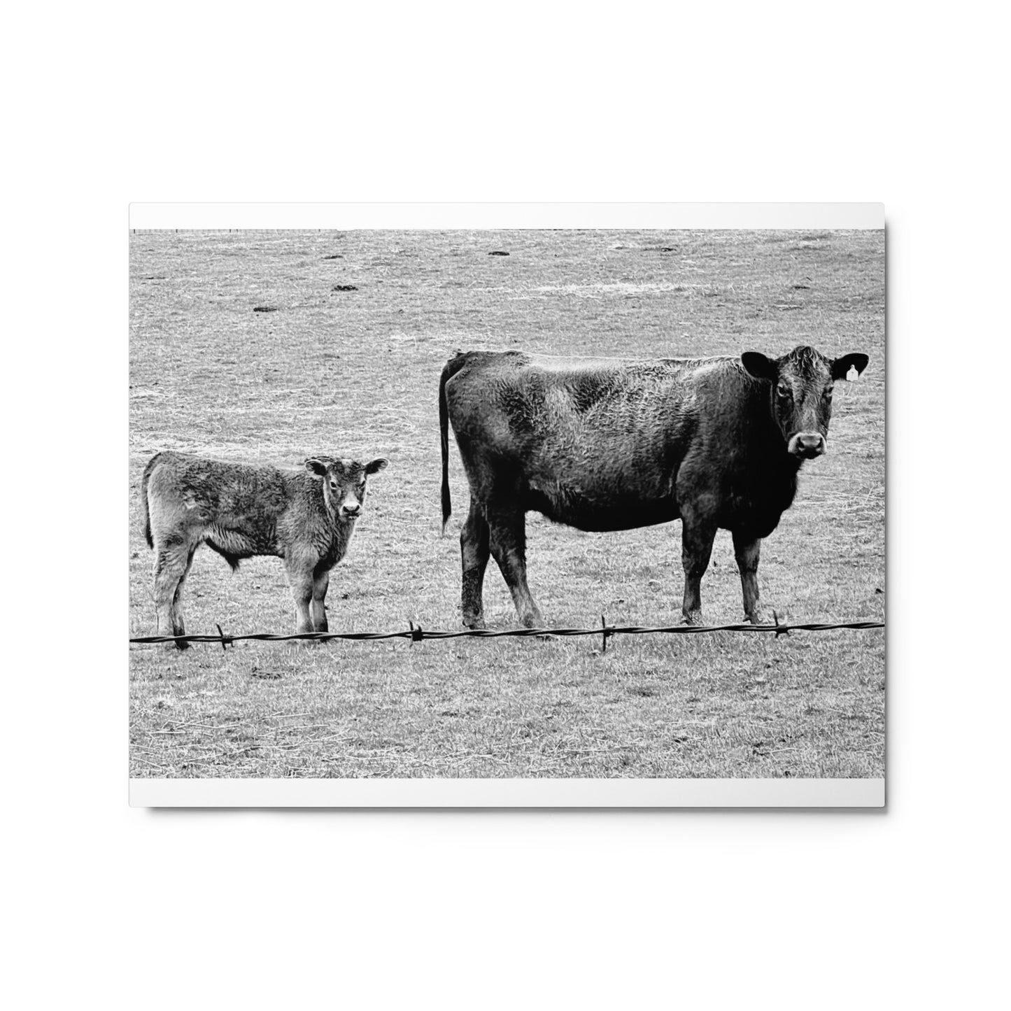 Mama cow and baby cow - B/W - Metal prints