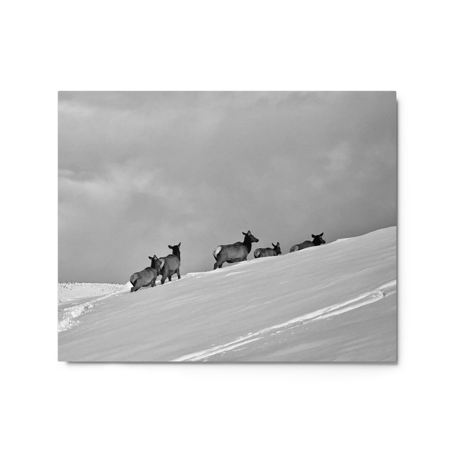 Elk heard in the snow - B/W - Metal prints