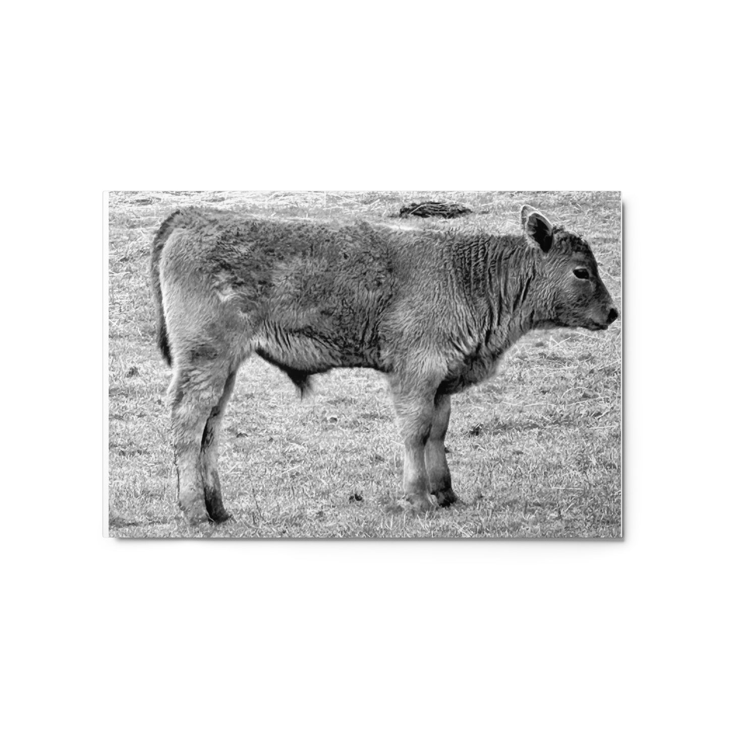 Baby Cow - B/W - Metal prints