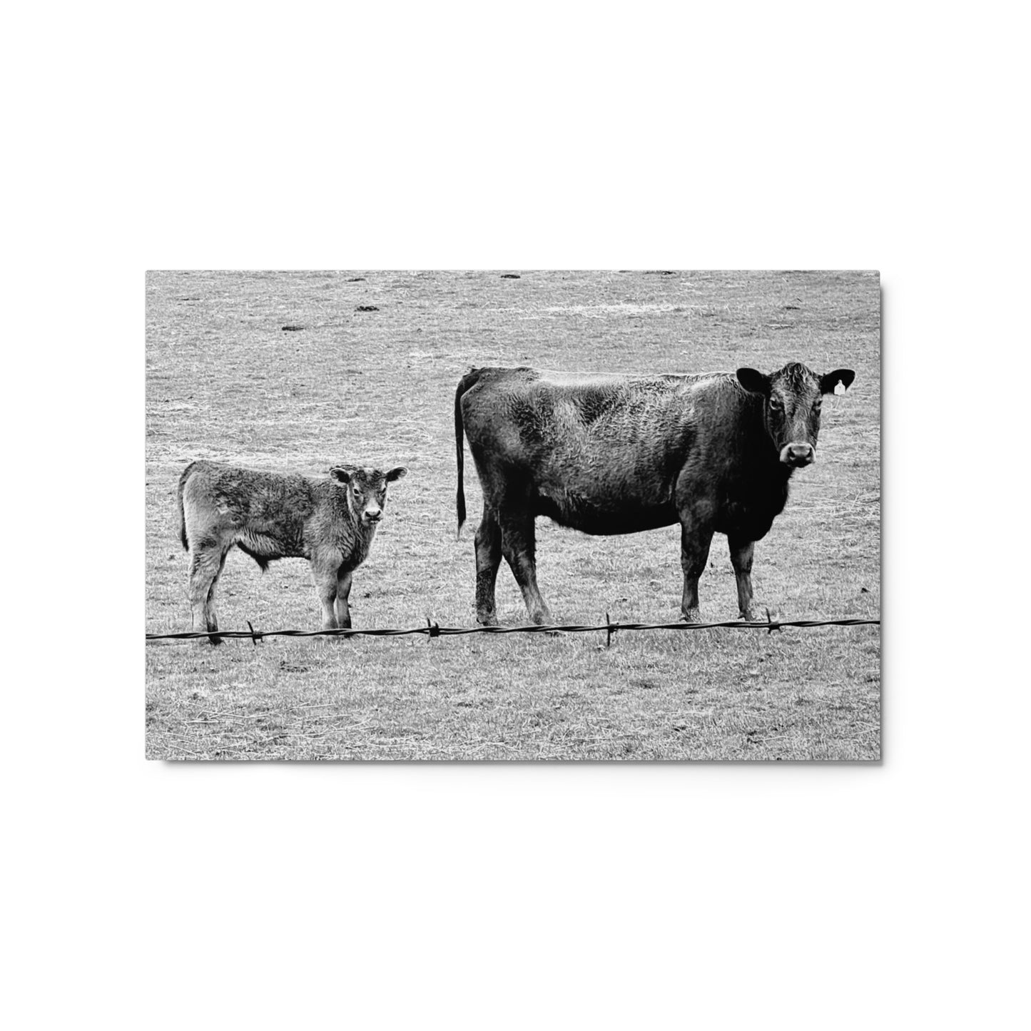 Mama cow and baby cow - B/W - Metal prints