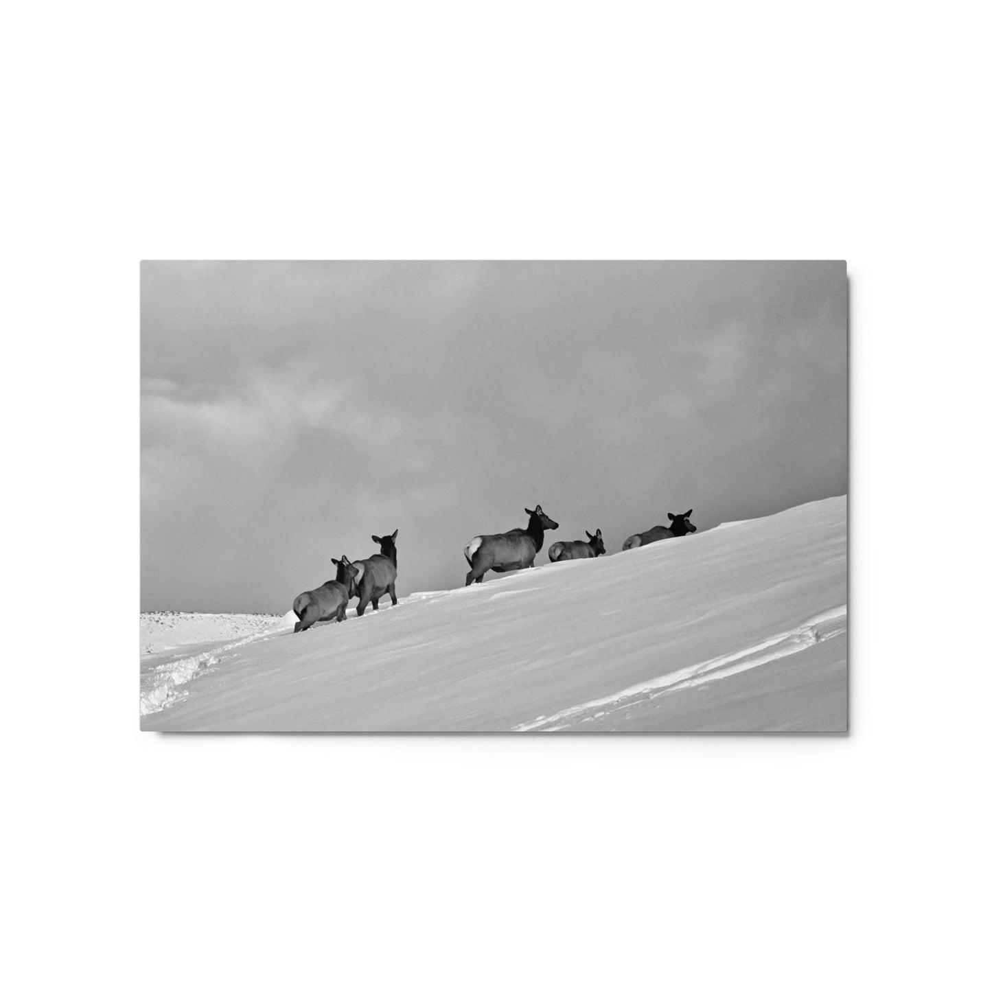 Elk heard in the snow - B/W - Metal prints