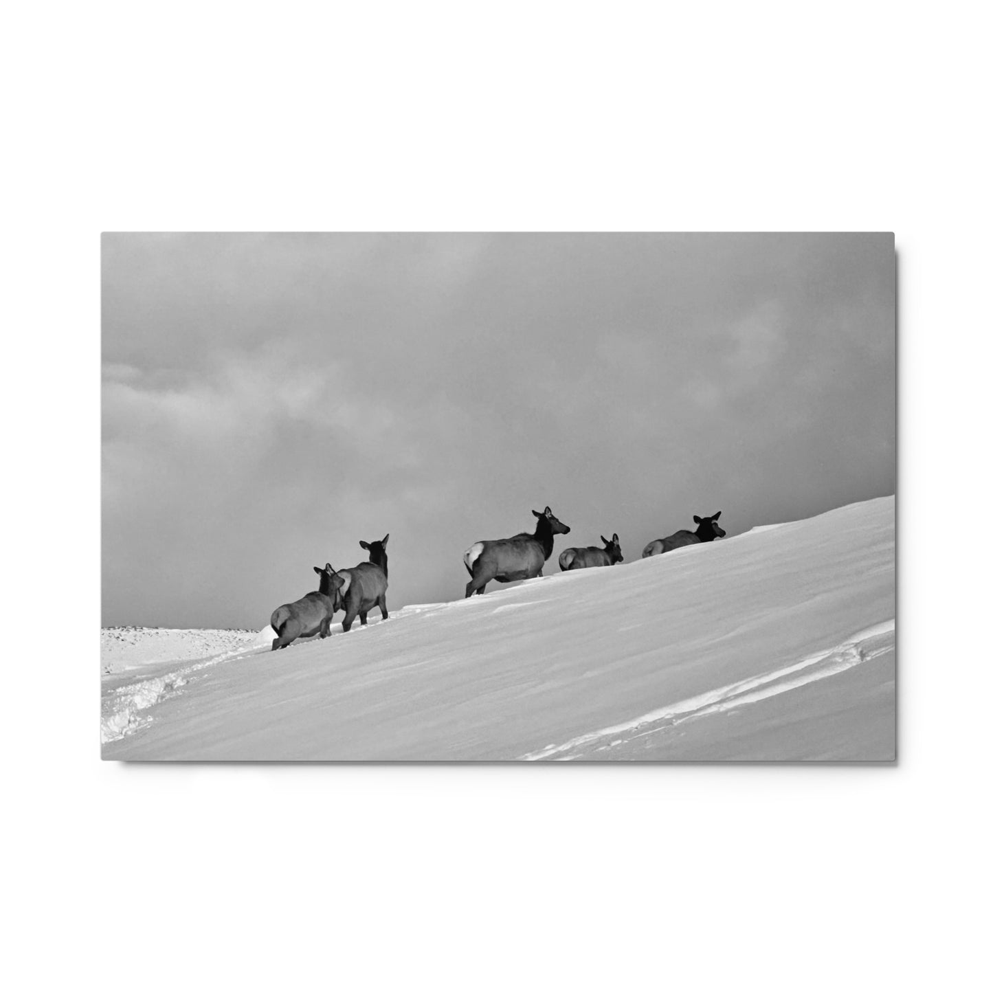 Elk heard in the snow - B/W - Metal prints