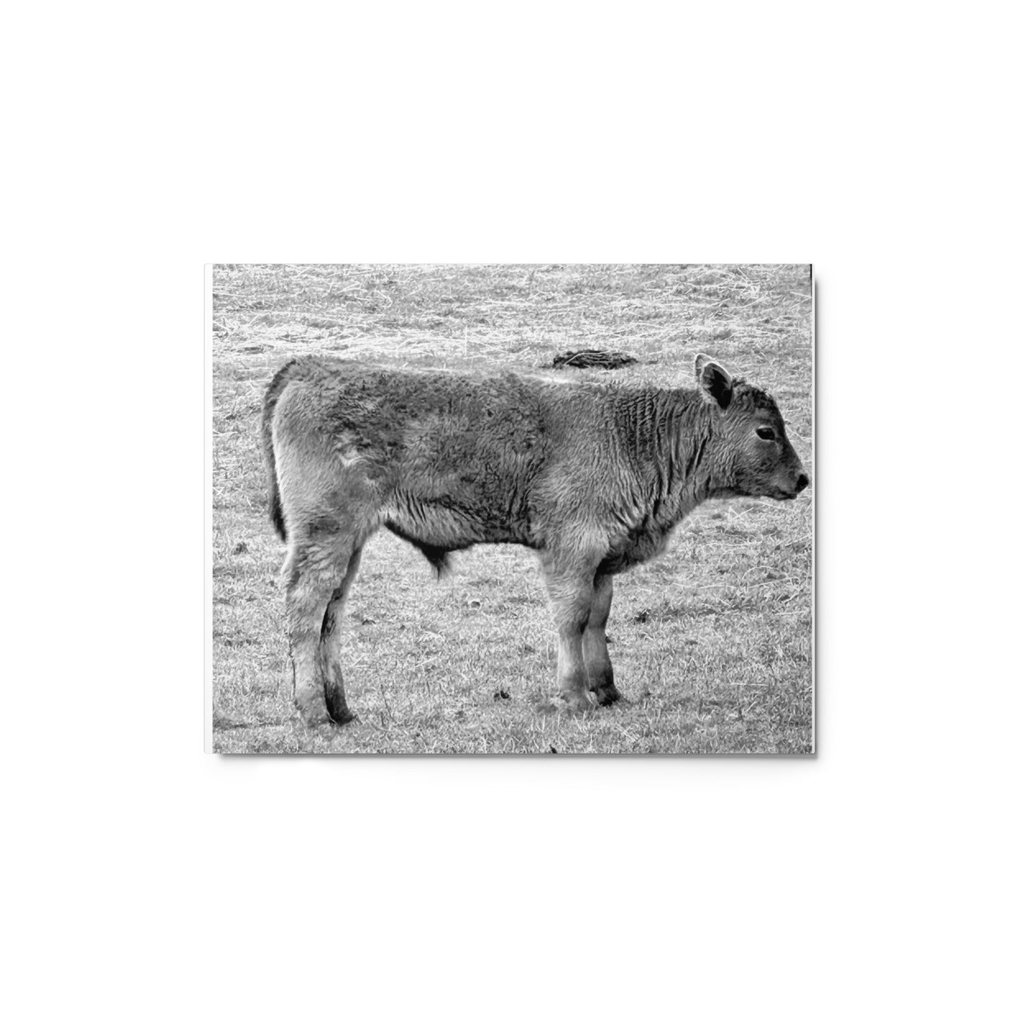 Baby Cow - B/W - Metal prints