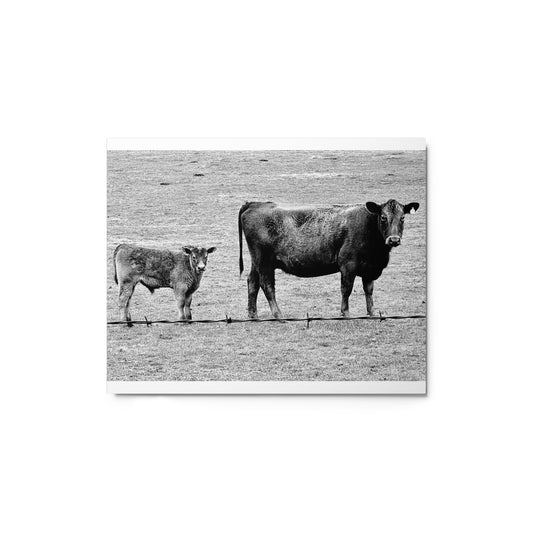 Mama cow and baby cow - B/W - Metal prints