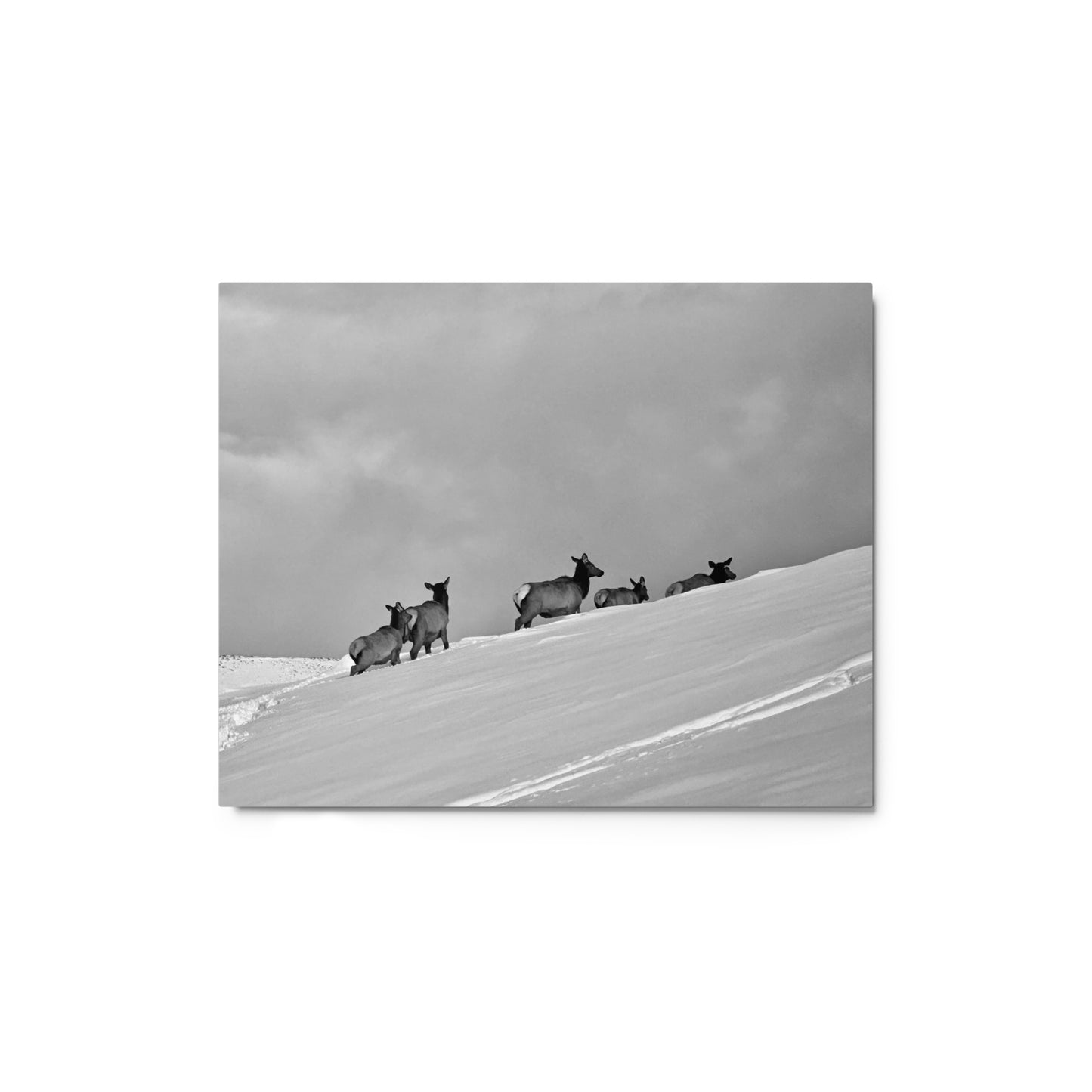 Elk heard in the snow - B/W - Metal prints